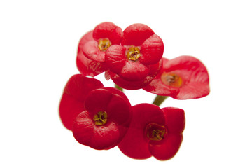 Tiny Milii Flower on white background