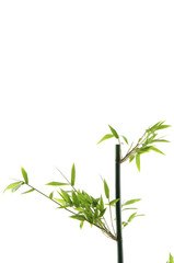 Fototapeta na wymiar Stalk bamboo leaves on white