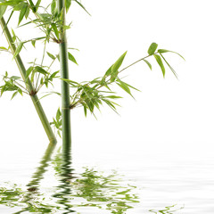 Fototapeta na wymiar Tropikalny bambus refleksji