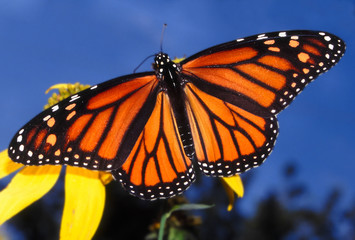 Monarch Butterfly (Danaus plexippus) - Illinois