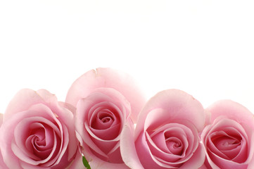 Row of four pink rose