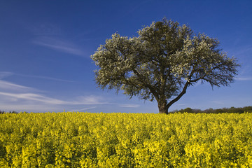 Baum im Rapsfeld