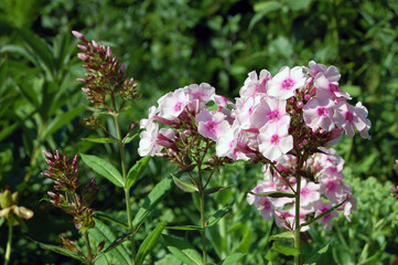 Phlox