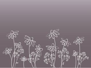 abstract  floral background with camomile