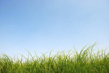 Fototapeta premium Green grass