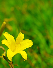 Yellow lily