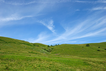 Fototapeta premium Pâturage