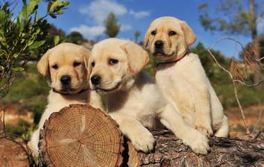 chiots labradors