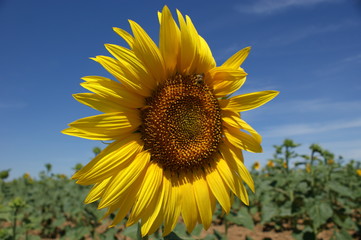 grangirasol