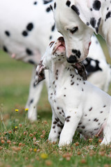 tendresse entre une maman dalmatien et son chiot