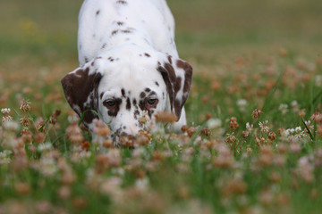 dalmatien museau à terre