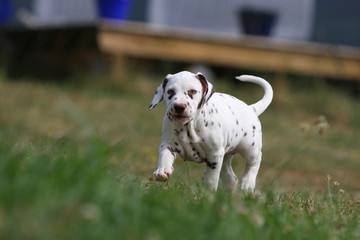 jeune dalmatien au pas décidé