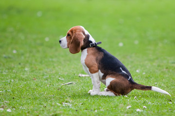 Naklejka na ściany i meble Beagle siedzi na zielonej trawie