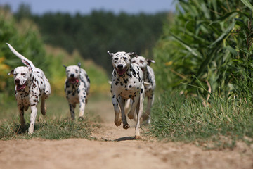 quatre dalmatiens courant de face