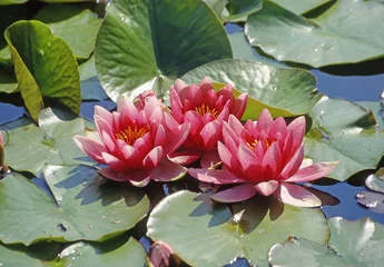 Foto op Plexiglas Waterlelie Wasserrose