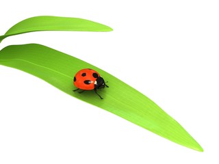 Ladybird over white background