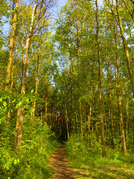 Green Spring Forest In Europa