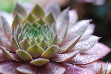 Alpinum (sempervivum)