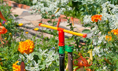 watering