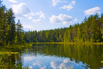 Lake in the forest