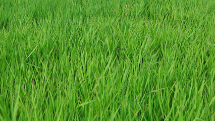 green grass background