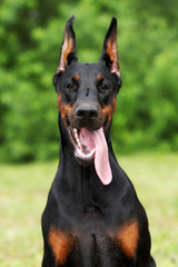 Portrait of purebred doberman pinscher.