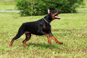 dog Doberman Pinscher running 