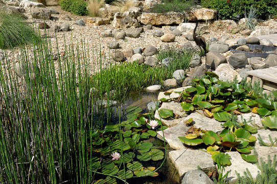 jardin aquatique