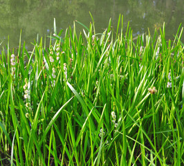 green grass on river bank