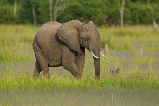 African elephant