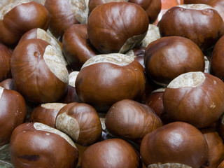 Kasztany