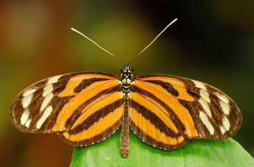 Schmetterling
