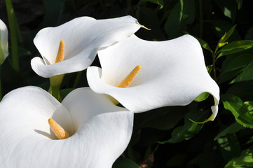 Arum lilly or calla
