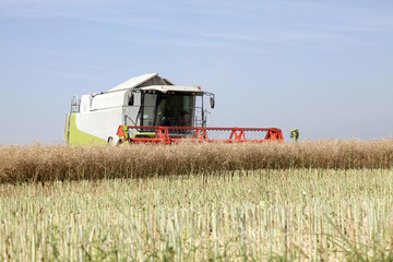 Fototapeta premium rapsernte6