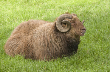 Naklejka premium Sheep in the grass