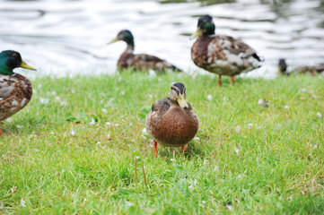 female mallard duck