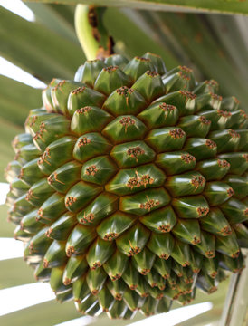 fruit comestible du vacoa pandanus utilis, l&eacute;gume tropical