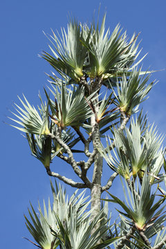 vacoas pandanus utilis
