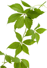 Leaves of wild grapes