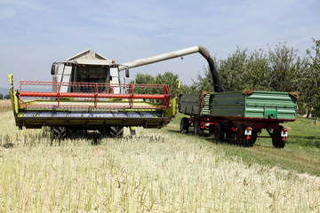 Fototapeta premium rapsernte 12