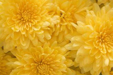 chrysanthemums yellow