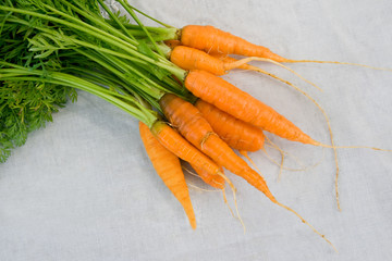 Fresh carrot