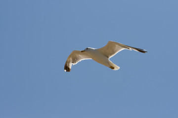 Seagull