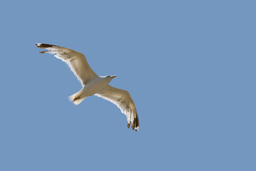 Seagull