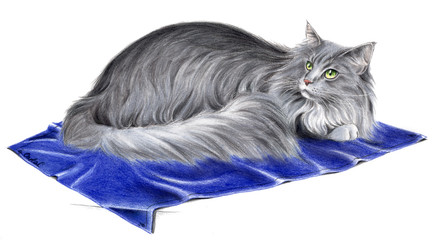 Gatto di razza sdraiato: norvegese delle foreste © carlafcastagno