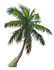 Palm