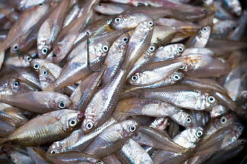 Fototapeta premium Fresh fish at a Market