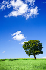 Fototapeta na wymiar field and lonely tree