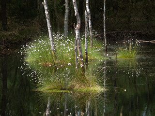Hochmoor