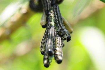 Kiefernbuschhornblattwespe